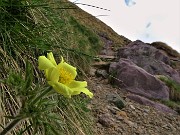 25 Pulsatilla alpina sulphurea (Anemone sulfureo)
